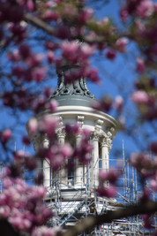 Capitol and Flowers