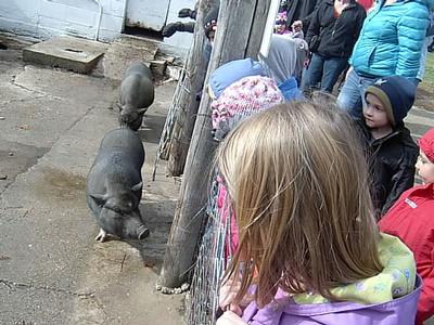 Schuster's Farm - Photo Number 2