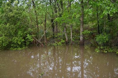 New Orleans - Day 3 - Photo Number 4