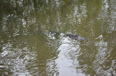New Orleans - Day 3 - Photo Number 5