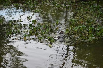 New Orleans - Day 3 - Photo Number 6