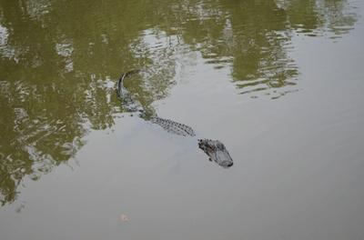 New Orleans - Day 3 - Photo Number 8