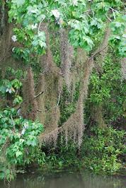 New Orleans - Day 3 - Photo Number 12