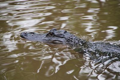 New Orleans - Day 3 - Photo Number 22