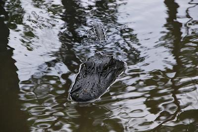 New Orleans - Day 3 - Photo Number 23