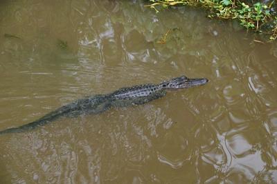 New Orleans - Day 3 - Photo Number 25