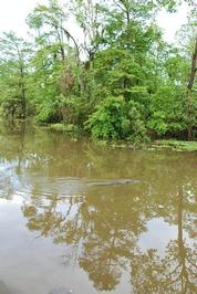 New Orleans - Day 3 - Photo Number 28